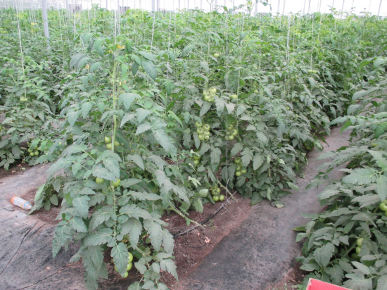 安徽亳州年豐蔬菜種植園（PC版連棟智能溫室）