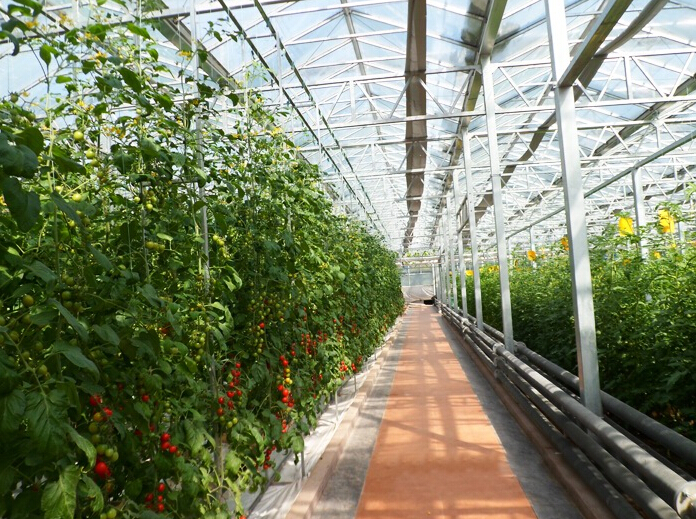 山東省壽光市蔬菜高科技示范園九號廳（陽光板智能連棟溫室）